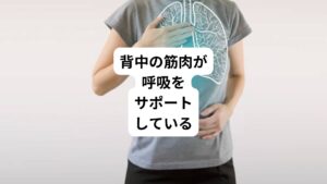 どうして背中がこると呼吸が浅くなるか知っていますか。
一番の理由は背中の筋肉が呼吸をサポートする役割を果たしているためです。
背中の筋肉がこることで、うまく肺を膨らますことができないために呼吸ができなくなってしまいます。

私たちの筋肉には、呼吸筋と総称される筋肉が体幹周囲に複数あります。
これらの筋肉がスムーズに収縮することで胸の空間が広がり空気が出入りしやすい状態になります。
この状態が保つことで呼吸がスムーズに行えます。