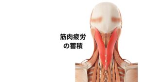 背中がこる原因で圧倒的に多いのが筋肉疲労による血行不良です。
この筋肉疲労を起こす主な原因は、長時間のパソコンやスマホの使用、インナーマッスルの筋力不足、猫背姿勢などが挙げられます。

背中が筋肉疲労を起こしている場合は反対側にある腹部の筋肉のバランスも検査し、合わせて適切な施術を行うことが重要です。