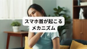 スマホ首は、長時間の前傾姿勢によって首の自然なカーブが失われることで発症します。頭の重さは約5kgあり、前に傾く角度が大きくなるほど首や肩にかかる負担は増加します。これが慢性的な筋肉緊張や血流障害を引き起こし、首の痛みや頭痛へとつながります。