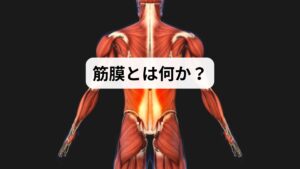筋膜は筋肉を包み込み、全身をネットワークのようにつなぐ膜組織です。筋肉や臓器の位置を安定させるだけでなく、動作の滑らかさを保つ役割も担っています。ところが、長時間の同じ姿勢や過度な運動、ストレスなどで筋膜が硬くなると「癒着」が起こり、痛みや可動域制限の原因になります。筋膜リリースは、この癒着を解きほぐし、筋肉の動きをスムーズにするための方法です。
