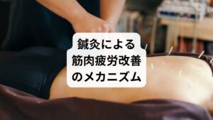 鍼灸は東洋医学の代表的な治療法で、筋肉疲労改善に高い効果が期待できます。
血流促進:鍼刺激により局所の血流が改善し、疲労物質が排出されやすくなる。
自律神経調整:交感神経の緊張を和らげ、リラックス効果をもたらす。
痛みの軽減:鍼刺激が脳内でエンドルフィンを分泌し、鎮痛作用を発揮。
「筋肉疲労の回復」を目的とした鍼灸は、スポーツ選手のコンディショニングにも広く利用されています。