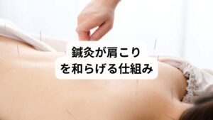 肩こりは、筋肉の緊張や血流の滞り、自律神経の乱れが複雑に絡み合って起こります。鍼灸はこれらの要因に対して、段階的に働きかけることで改善を促す治療法です。
① 筋肉の緊張をほぐす
鍼刺激は深層の筋肉に直接届き、こわばった筋繊維を緩めます。これにより、首や肩の動きがスムーズになり、圧迫されていた神経への負担も軽減されます。
② 血流を促進する
筋肉が緩むことで血管の圧迫が解消され、酸素や栄養が行き渡りやすくなります。老廃物の排出も進み、肩の重だるさが軽減されます。
③ 自律神経を整える
鍼灸は交感神経の過緊張を抑え、副交感神経を優位にします。これにより、ストレス性の肩こりや睡眠不足によるこりが改善しやすくなります。
④ 全身のバランスを調整する
肩こりは局所的な問題に見えても、体全体のバランスが関係しています。鍼灸はツボを通じて全身の「気血」の巡りを整え、再発しにくい体質へ導きます。